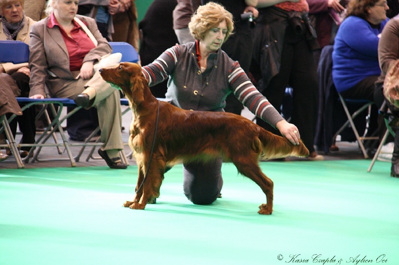 Crufts2011 113.jpg